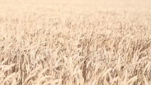 Campo Grano Campo Grano Alto Ondeggiante Rotolamento Nei Venti Prateria — Video Stock