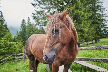 Yaz otlağında bir at