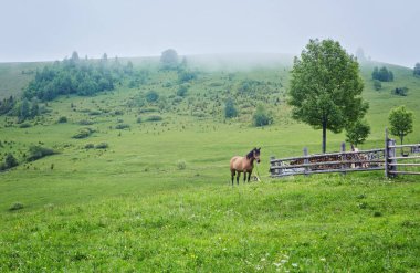 Yaz otlağında bir at