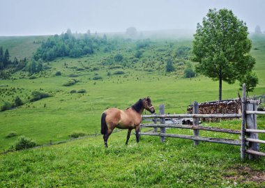 Yaz otlağında bir at