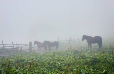 Yaz otlağında atlar
