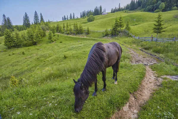 Выпас лошадей на лугу Украинской Карпатской горной долины . — стоковое фото