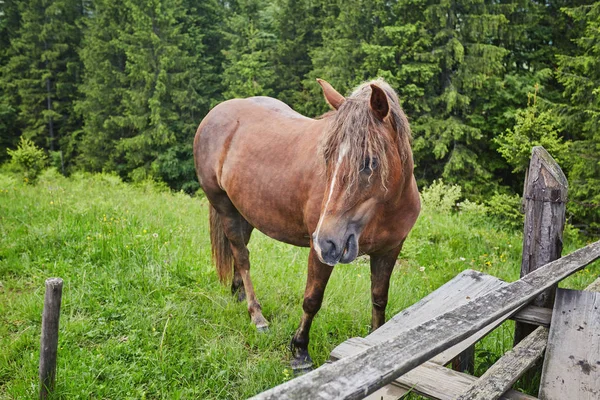 Yaz otlağında bir at