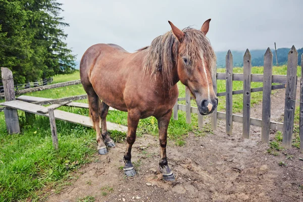 Horse grazing in a meadow Ukrainian Carpathian mountain valley. — Stock Photo, Image