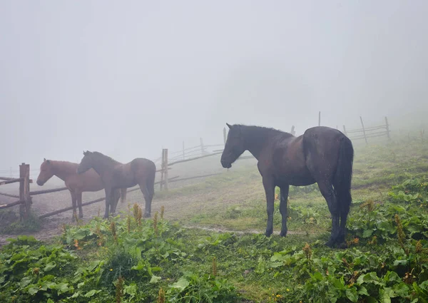 Morgennebel mit Pferden — Stockfoto