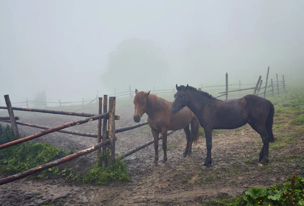 sabah sis atları ile