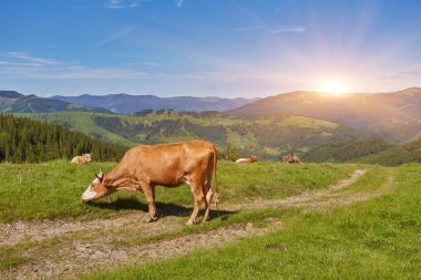 Yeşil dağlar ve inekler çayırda
