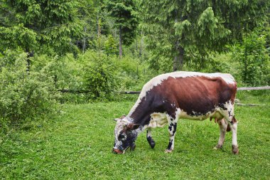Yeşil dağlar ve inekler çayırda