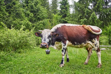 Yeşil dağlar ve inekler çayırda