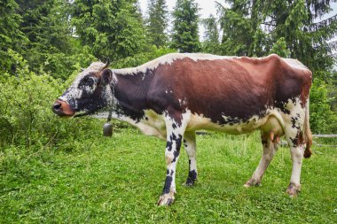 Yeşil dağlar ve inekler çayırda
