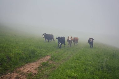 Yeşil dağlar ve inekler çayırda