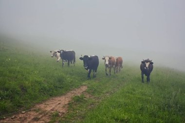 Yeşil dağlar ve inekler çayırda