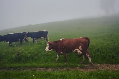 Yeşil dağlar ve inekler çayırda