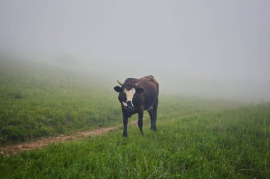 İnekler Sisteki: sıcak ışık ve sis inekler kapsayan bir battaniye