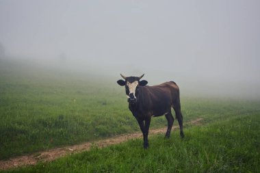İnekler Sisteki: sıcak ışık ve sis inekler kapsayan bir battaniye