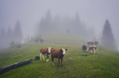 Yeşil dağlar ve inekler çayırda