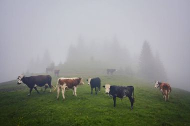 İnekler Sisteki: sıcak ışık ve sis inekler kapsayan bir battaniye