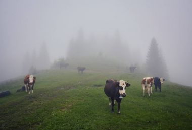 İnekler Sisteki: sıcak ışık ve sis inekler kapsayan bir battaniye