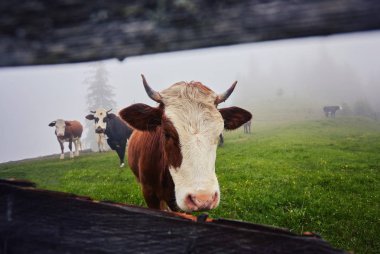 Cows in the mist: a blanket of warm light and fog covering the cows clipart