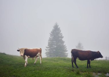Yeşil dağlar ve inekler çayırda