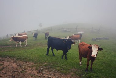 Yeşil dağlar ve inekler çayırda