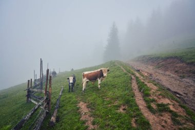 Yeşil dağlar ve inekler çayırda