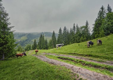 Alp inek. İnekler kez çiftlikleri ve köylerde tutulur. Bu yararlı hayvanlar olduğunu.