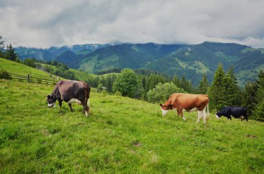 Yeşil dağlar ve inekler çayırda