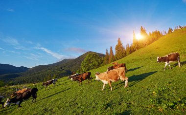 Yeşil dağlar ve inekler çayırda