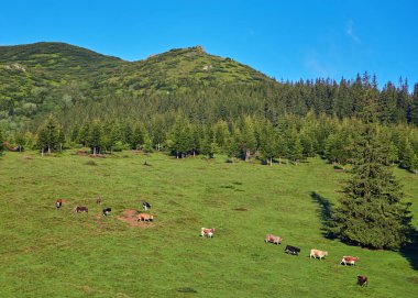 Alp inek. İnekler kez çiftlikleri ve köylerde tutulur. Bu yararlı hayvanlar olduğunu.