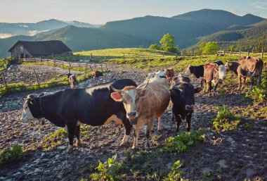 Alp inek. İnekler kez çiftlikleri ve köylerde tutulur. Bu yararlı hayvanlar olduğunu.