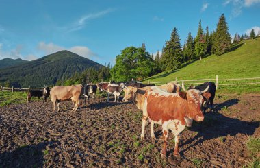 dağda otlayan inekler sürüsü