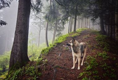 Bir av köpeği sahibine puslu bir ormanda bekliyor