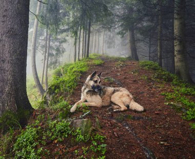 Bir av köpeği sahibine puslu bir ormanda bekliyor