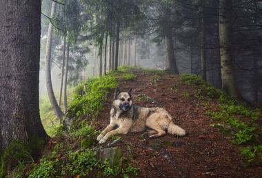 Bir av köpeği sahibine puslu bir ormanda bekliyor
