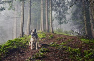 Bir av köpeği sahibine puslu bir ormanda bekliyor