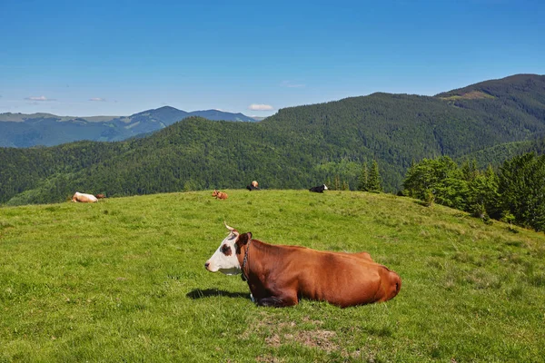 Rinderherde weidet auf dem Berg — Stockfoto