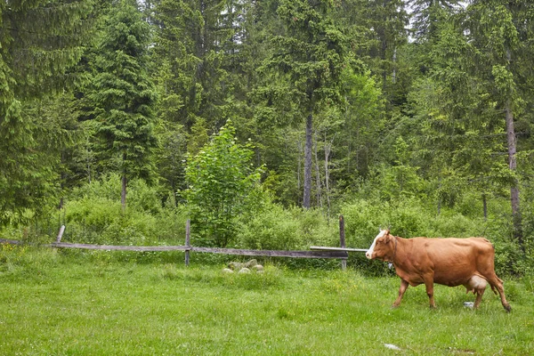 Green meadow in mountains and cows — Stock Photo, Image