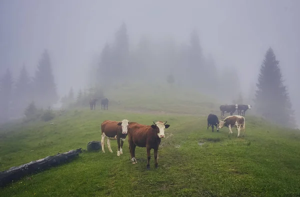 Зелений луг в горах і коровах — стокове фото