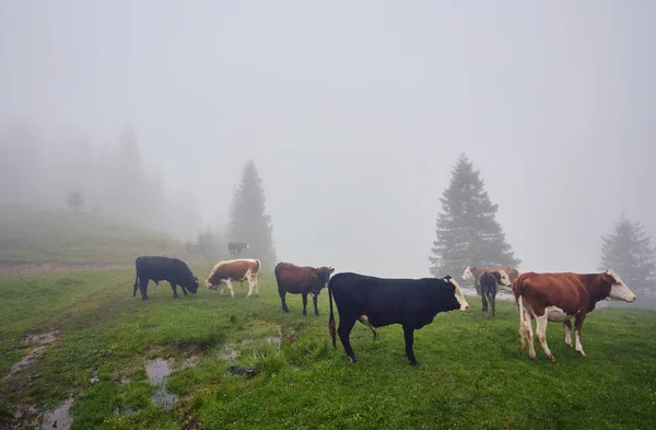 Pré vert en montagne et vaches — Photo