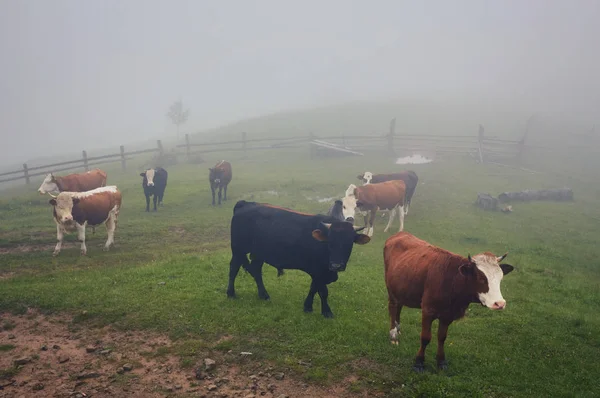 Коровы в тумане: одеяло теплого света и туман, покрывающий коров — стоковое фото