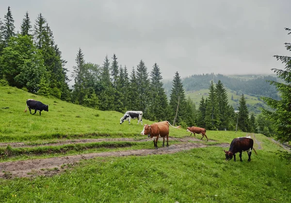 Альпийская корова. Коровы часто содержатся на фермах и в деревнях. Это полезные животные . — стоковое фото