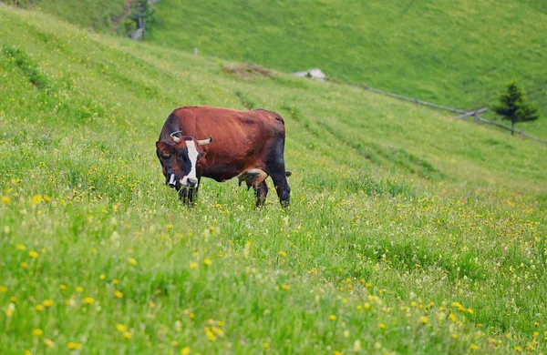 알파인 암소입니다. 소 농장 및 마을에 보관. 이것은 유용한 동물 이다.. — 스톡 사진