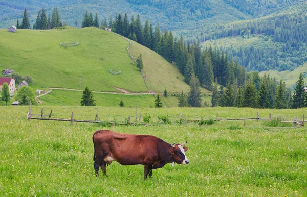 Prado verde em montanhas e vacas — Fotografia de Stock