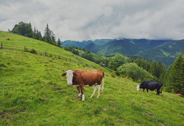 herd of cows grazing on mountain