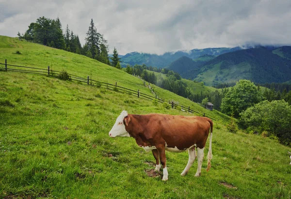 Αλπική αγελάδα. Αγελάδες είναι συχνά διατηρούνται σε εκμεταλλεύσεις και σε χωριά. Αυτό είναι χρήσιμα ζώα. — Φωτογραφία Αρχείου