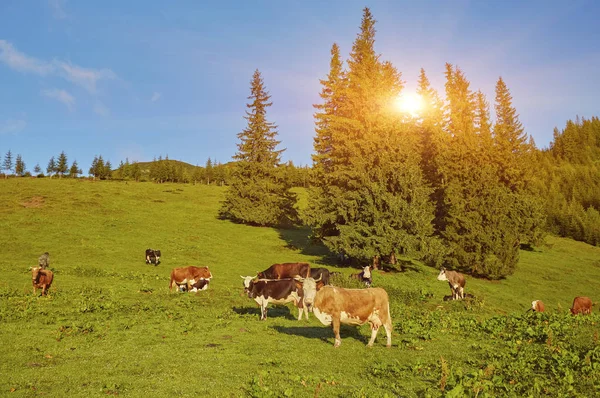 Stádo krav pasoucích se na hory — Stock fotografie