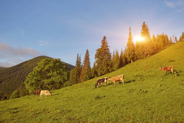 Альпийская корова. Коровы часто содержатся на фермах и в деревнях. This i — стоковое фото