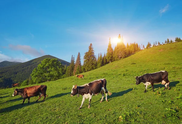 Troupeau de vaches pâturant sur la montagne — Photo