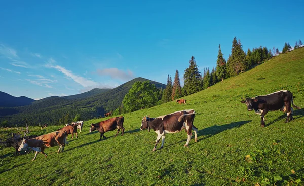 Almkuh. Kühe werden oft auf Bauernhöfen und in Dörfern gehalten. Das sind nützliche Tiere. — Stockfoto